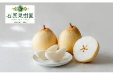 梨 2025年 先行予約 鴨梨（ヤーリー）6～10玉 約4kg 贈答箱 ナシ なし 岡山県産 国産 フルーツ 果物 ギフト 石原果樹園