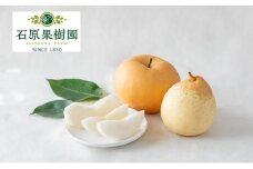 梨 2025年 先行予約 あたご梨・鴨梨（ヤーリー）詰合せ 合計約4.5kg 贈答箱 ナシ なし 岡山県産 国産 フルーツ 果物 ギフト 石原果樹園