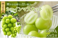 ぶどう 2025年 先行予約 シャイン マスカット 大房1房 約800g 贈答用 ブドウ 葡萄 岡山県産 国産 フルーツ 果物 ギフト 横木農園