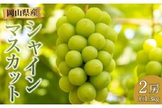 ぶどう 2025年 先行予約 シャイン マスカット 2房 合計約1.3kg 贈答用 ブドウ 葡萄 岡山県産 国産 フルーツ 果物 ギフト 横木農園