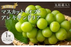 ぶどう 2025年 先行予約 マスカット・オブ・アレキサンドリア 1房約750g 化粧箱入り ブドウ 葡萄  岡山県産 国産 フルーツ 果物 ギフト