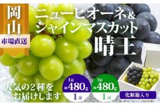 ぶどう 2025年 先行予約 果物 詰合せ ニュー ピオーネ 1房480g以上 シャイン マスカット 晴王 1房 480g以上 化粧箱入り ブドウ 葡萄  岡山県産 国産 フルーツ 果物 ギフト