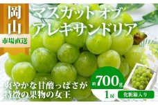 ぶどう 2025年 先行予約 マスカット ・オブ・アレキサンドリア 1房 700g以上 化粧箱入り マスカット ブドウ 葡萄  岡山県産 国産 フルーツ 果物 ギフト