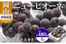 ぶどう 2025年 先行予約 ニュー ピオーネ 4房（1房480g以上）約2kg ブドウ 葡萄  岡山県産 国産 フルーツ 果物 ギフト