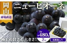 ぶどう 2025年 先行予約 ニュー ピオーネ 2房（1房480g以上）約1kg 化粧箱入り ブドウ 葡萄  岡山県産 国産 フルーツ 果物 ギフト