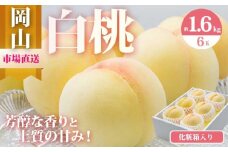 桃 2025年 先行予約 岡山 白桃 6玉（合計1.6kg以上）化粧箱入り もも モモ 岡山県産 国産 フルーツ 果物 ギフト