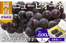 ぶどう 2025年 先行予約 ニュー ピオーネ 2房（1房600g以上）化粧箱入り ブドウ 葡萄  岡山県産 国産 フルーツ 果物 ギフト
