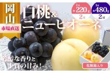 桃 ぶどう 2025年 先行予約 果物 詰合せ 白桃 2玉（1玉220g以上）ニューピオーネ 2房（1房480g以上）化粧箱入り もも 葡萄 岡山県産 国産 フルーツ 果物 ギフト