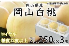 桃 2025年 先行予約 岡山 白桃 ロイヤル 3玉×約250g（2Lサイズ）JAおかやまのもも（早生種・中生種） もも モモ 岡山県産 国産 フルーツ 果物 ギフト