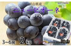 ぶどう 2025年 先行予約  ニュー ピオーネ 3房～6房 約2kg ブドウ 葡萄  岡山県産 国産 フルーツ 果物 ギフト