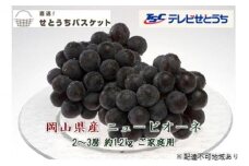 ぶどう 2024年 先行予約 ご家庭用 ニュー ピオーネ 2～3房 約1.2kg ブドウ 葡萄 岡山県産 国産 フルーツ 果物 直送！せとうちバスケット