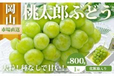 ぶどう 2025年 先行予約 桃太郎 ぶどう 1房（800g以上）化粧箱入り ブドウ 葡萄  岡山県産 国産 フルーツ 果物 ギフト