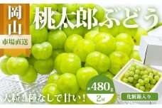 ぶどう 2025年 先行予約 桃太郎 ぶどう 2房（1房480g以上）化粧箱入り ブドウ 葡萄  岡山県産 国産 フルーツ 果物 ギフト