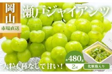 ぶどう 2025年 先行予約 瀬戸 ジャイアンツ 2房（1房480g以上）約1kg 化粧箱入り ブドウ 葡萄  岡山県産 国産 フルーツ 果物 ギフト