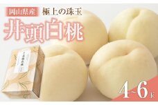 桃 2025年 先行予約 井頭 白桃 4～6玉入り 1.5kg規格箱 もも モモ 岡山県産 国産 フルーツ 果物 ギフト 井頭栄果園
