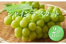 ぶどう 2025年 先行予約 おかやまの太陽の輝き シャイン マスカット 2房 合計1.4kg以上 マスカット ブドウ 葡萄  岡山県産 国産 フルーツ 果物 ギフト