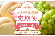フルーツ 定期便 2025年 先行予約 天晴れ おかやま 果物 定期便 (1)  白桃 1回／ シャイン マスカット 3回 合計4回お届け！ 岡山県産 国産 セット ギフト