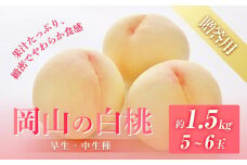 桃 2025年 先行予約 贈答用 岡山の 白桃（早生、中生種）約1.5kg 5～6玉 もも モモ フルーツ 果物 岡山市 一宮地区産 国産 赤木農園