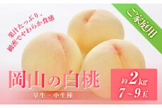 桃 2025年 先行予約 ご家庭用 岡山の 白桃（早生、中生種）約2.0kg 7～9玉 もも モモ フルーツ 果物 岡山市 一宮地区産 国産 赤木農園
