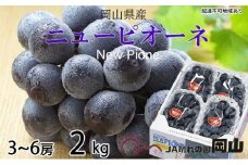 ぶどう 2025年 先行予約  ニュー ピオーネ 3房～6房 約2kg ブドウ 葡萄  岡山県産 国産 フルーツ 果物 ギフト