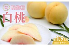桃 2024年 先行予約 岡山 白桃（晩生種）ご家庭用 約1.9kg 6～9玉入り もも モモ 岡山県産 国産 フルーツ 果物 直送！せとうちバスケット