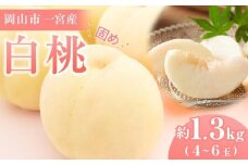 固めの 桃 2026年  ご家庭用 岡山市一宮産 白桃（晩生種）約1.3kg 4～6玉 犬塚農園【家庭用 白桃 桃 もも はくとう 果物 果汁 フルーツ 岡山市 岡山県産 岡山県 おすすめ 人気 新鮮 先行予約】