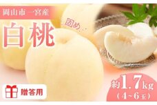 固めの 桃 2026年  贈答用 岡山市一宮産 白桃（晩生種）約1.7kg 4～6玉 犬塚農園【白桃 桃 もも はくとう 果物 果汁 フルーツ 岡山市 岡山県産 岡山県 おすすめ 人気 新鮮 先行予約 ギフト 贈答用】