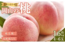 桃 2025年 先行予約 岡山の桃（晩生種）約1.6kg 4~6玉 もも モモ 岡山県産 国産 フルーツ 果物 ギフト 横木農園