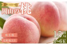 桃 2026年  岡山の桃（晩生種）約1.6kg 4~6玉 もも モモ 岡山県産 国産 フルーツ 果物 ギフト 横木農園