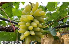 ぶどう 2025年 先行予約 ゴールド フィンガー 1～3房（約1kg） ブドウ 葡萄 岡山市産 国産 フルーツ 果物 ギフトタンポポ農園