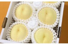 桃［2024年先行予約］岡山の白桃 約1.3kg 4～6玉 ご家庭用 岡山市一宮産 きびファーム美果美香