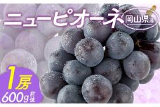ぶどう 2025年 先行予約 ニュー ピオーネ 1房 600g前後 ブドウ 葡萄  岡山県産 国産 フルーツ 果物 ギフト