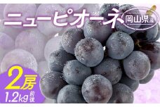 ぶどう 2025年 先行予約 ニュー ピオーネ 2房 合計1.2kg前後 ブドウ 葡萄  岡山県産 国産 フルーツ 果物 ギフト