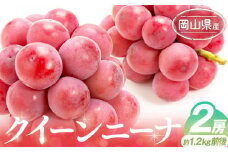 ぶどう 2025年 先行予約 クイーンニーナ 2房 約1.2kg前後 ブドウ 葡萄  岡山県産 国産 フルーツ 果物 ギフト