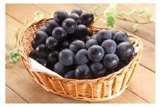 ぶどう 2025年 ニューピオーネ 1房 約600g 岡山県産 お届け 9月上旬～10月中旬【葡萄 ぶどう 果物 フルーツ 新鮮 岡山県 岡山市 おすすめ 人気】