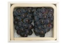 ぶどう 2025年先行予約 ニューピオーネ 2房 約950g 岡山県産 お届け 9月上旬～10月中旬【葡萄 ぶどう 果物 フルーツ 新鮮 岡山県 岡山市 おすすめ 人気】