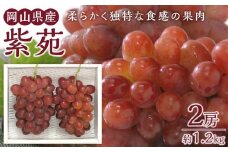 ぶどう 2025年 紫苑 2房 約1.2kg 岡山県産 お届け 11月上旬～11月下旬【葡萄 ぶどう 果物 フルーツ 新鮮 岡山県 岡山市 おすすめ 人気】