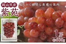 ぶどう 2025年 紫苑 1房 約600g 岡山県産 お届け 11月上旬～11月下旬【葡萄 ぶどう 果物 フルーツ 新鮮 岡山県 岡山市 おすすめ 人気】