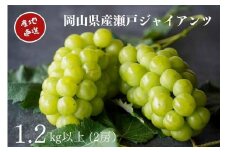 先行予約 2025年 厳選 瀬戸ジャイアンツ 2房 合計1.2kg以上  産地直送 朝採れ ぶどう 葡萄 Kawahara Green Farm 岡山県産