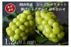  2025年 厳選 シャインマスカット・瀬戸ジャイアンツ 2房 合計1.2kg以上 詰合せ 産地直送 朝採れ ぶどう 葡萄 Kawahara Green Farm 岡山県産