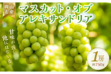 ＜2025年8月上旬～8月下旬発送＞岡山市産 マスカット・オブ・アレキサンドリア 1房 約750g ぶどう 葡萄