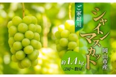 ご家庭用 シャインマスカット 約1.4kg（2房～数房） ぶどう フルーツ 果物 岡山 五果苑 | フルーツ 果物 くだもの シャインマスカット マスカット 岡山県産 国産 ご家庭用 シャインマスカット マスカット フルーツ 果物 くだもの シャインマスカット マスカット