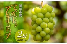 マスカット・オブ・アレキサンドリア 2房 合計約1.0kg ぶどう フルーツ 果物 贈り物 ギフト 岡山 五果苑