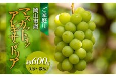 ご家庭用 マスカット・オブ・アレキサンドリア 約600g（1房～数房） ぶどう フルーツ 果物 岡山 五果苑