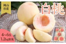 桃 2025年 先行予約 ご家庭用 岡山 白桃 4玉～６玉 1.2kg 前後 もも 岡山県産 国産 フルーツ 果物 雅桃園