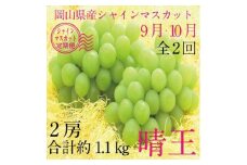 【定期便 全2回】ぶどう 2024年 先行予約 9月・10月発送 シャイン マスカット 晴王 2房（合計約1.1kg） ブドウ 葡萄  岡山県産 国産 フルーツ 果物 ギフト