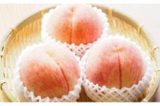 桃 2024年 先行予約 特選 岡山の桃 8玉 約2kg 早生（わせ）種 もも モモ 岡山県産 国産 フルーツ 果物 ギフト いろは堂