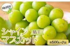 岡山県産 ぶどう 2025年発送  シャインマスカット 晴王 約500g×2房 計1kg 種無し｜ フルーツ 果物 くだもの ぶどう ブドウ シャインマスカット 晴王 種なし 国産 岡山県産 食品 人気 おすすめ 先行予約 送料無料 ギフト 贈り物 贈答品 プレゼント 果物 くだもの フルーツ ぶどう ブドウ シャインマスカット 晴王