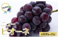 岡山県産 ぶどう 2025年 先行予約 ニュー ピオーネ 約500g×2房 種無し ブドウ 葡萄 フルーツ 果物 ギフト