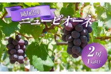 ぶどう 2025年 先行予約 ニュー ピオーネ 2房 合計1kg以上 ブドウ 葡萄  岡山県産 国産 フルーツ 果物 ギフト